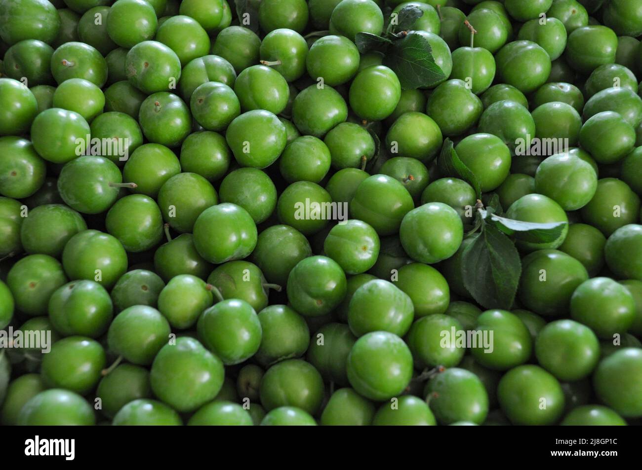 Ciruelas verdes fotografías e imágenes de alta resolución ...