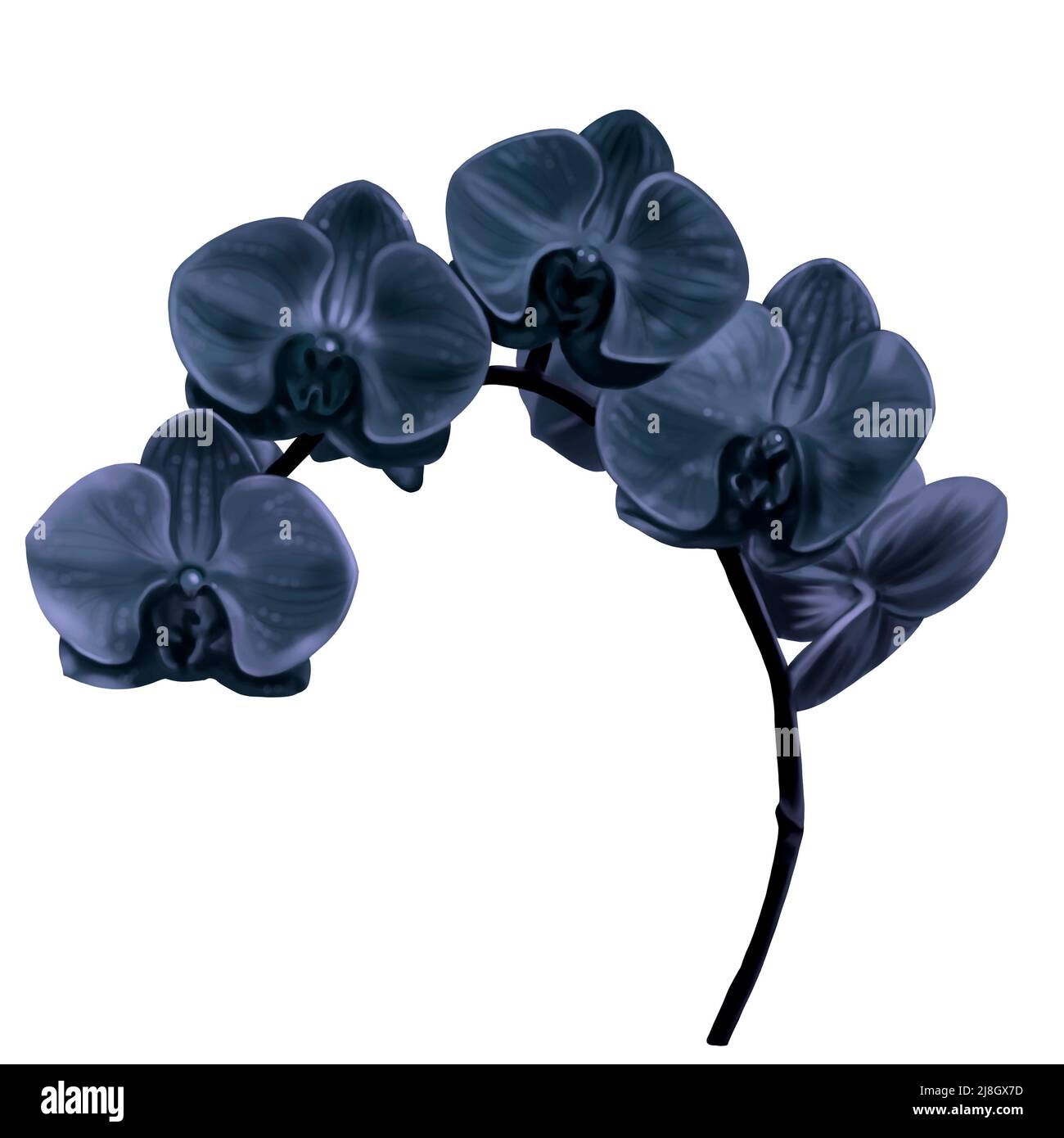 orquídea negra acuarela. Phalaenopsis es una flor tropical realista.  Ilustración aislada Fotografía de stock - Alamy