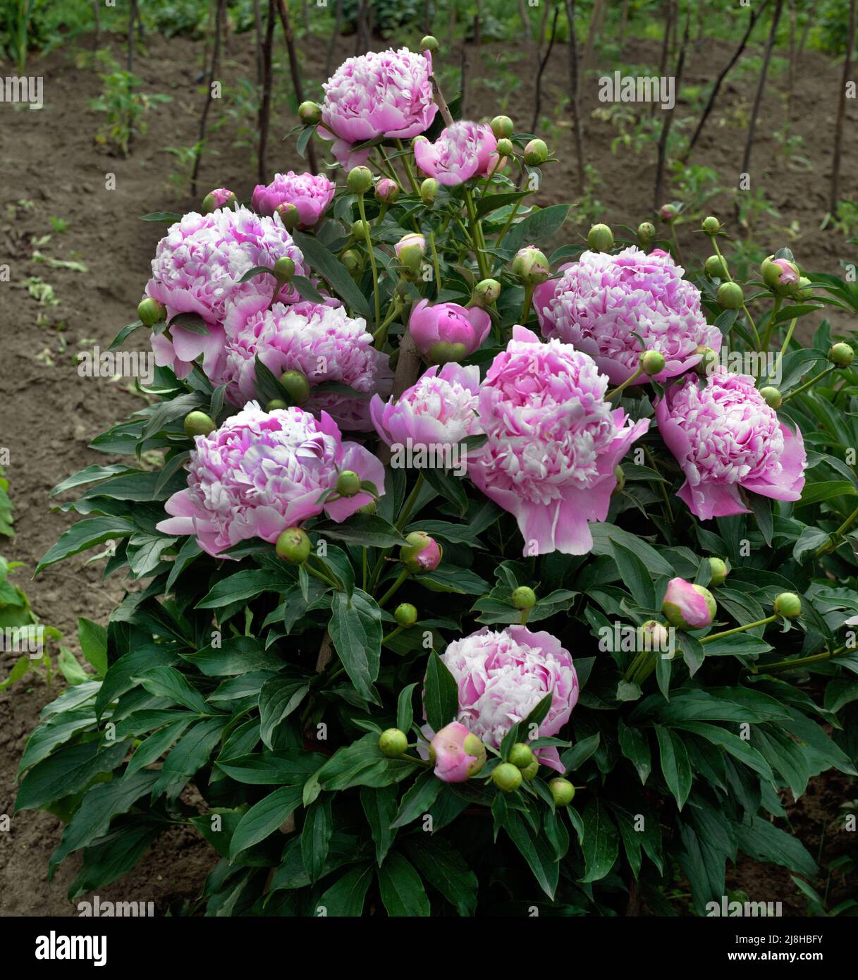 bush de rosas peonías reales en el jardín Fotografía de stock - Alamy