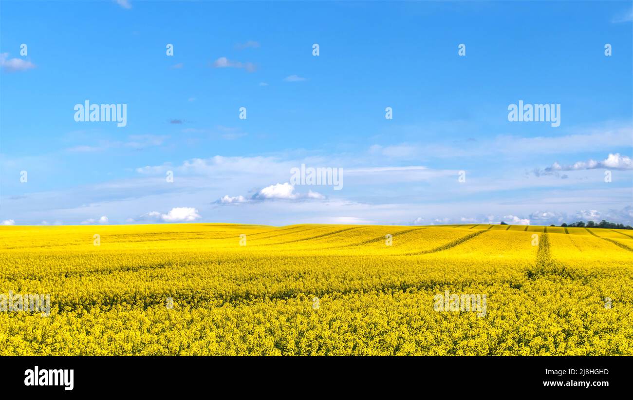 Hermoso campo cultivado con colza amarilla en flor en un día soleado Foto de stock
