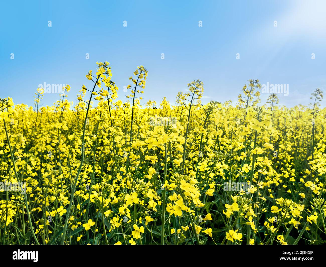 Hermoso campo cultivado con flores amarillas de colza en flor en un día soleado Foto de stock