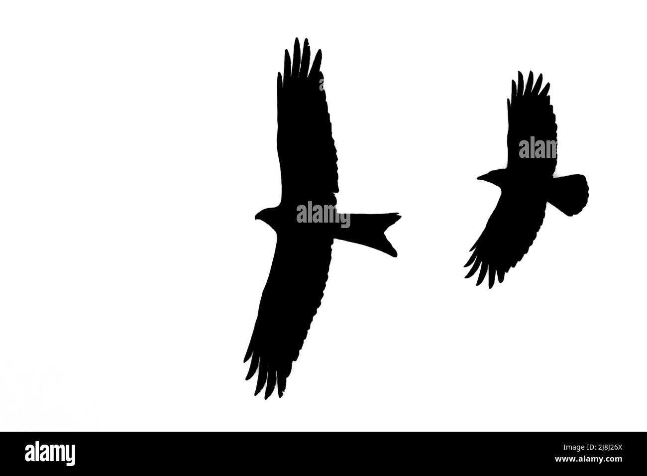 Silueta de cometa rojo (Milvus milvus) en vuelo mobed por cuervo común, delineada sobre fondo blanco para mostrar alas, cabeza y cola formas Foto de stock