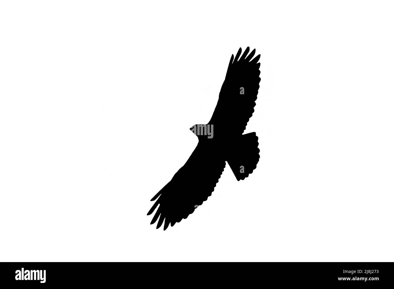 Silueta de buteo común (Buteo buteo) en vuelo contorneado sobre fondo blanco para mostrar alas, cabeza y cola Foto de stock