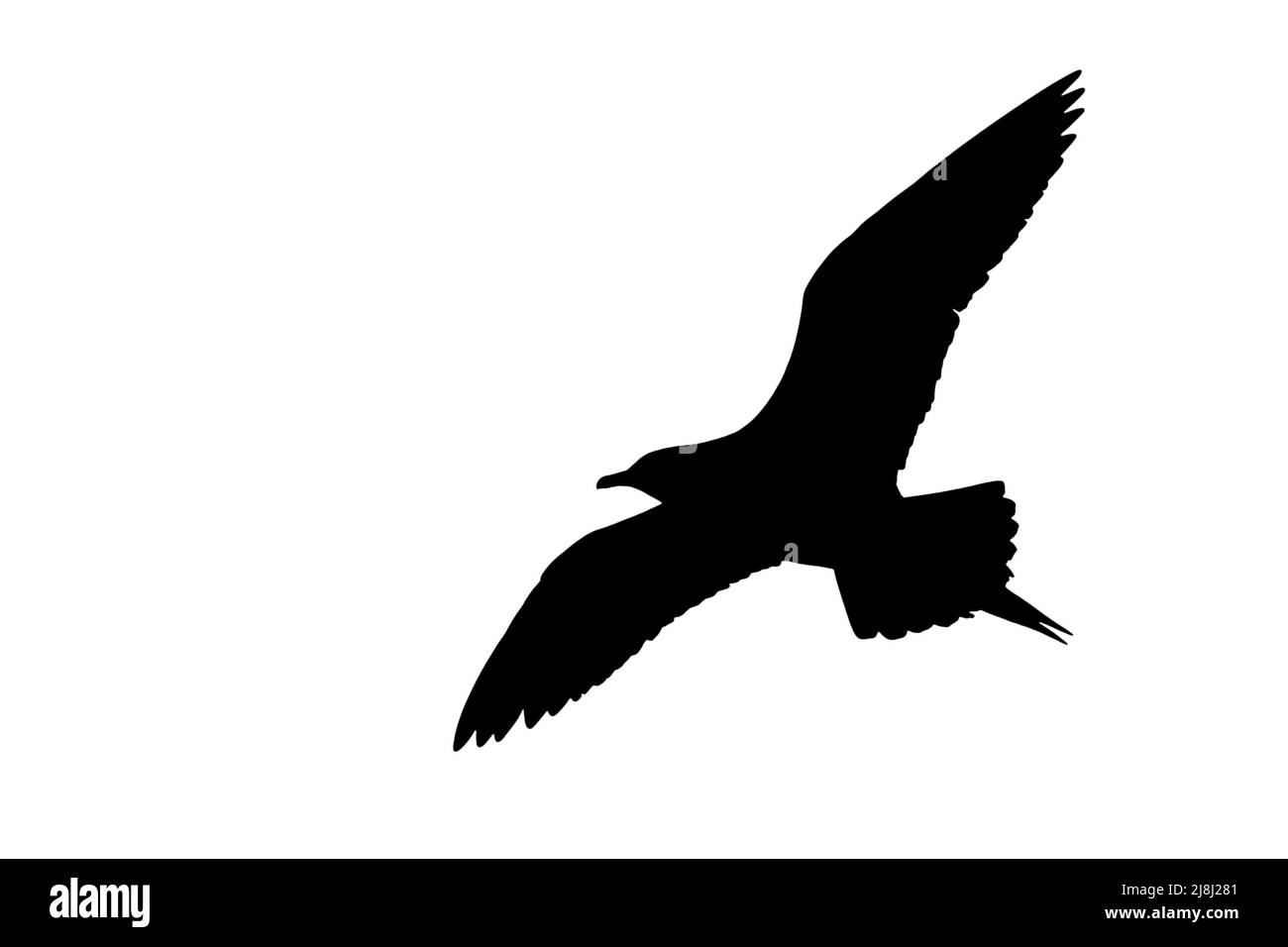 Silueta de skua ártica / jaeger parasitario (Stercorarius parasiticus) en vuelo contorneado sobre fondo blanco para mostrar alas, cabeza y cola forma Foto de stock