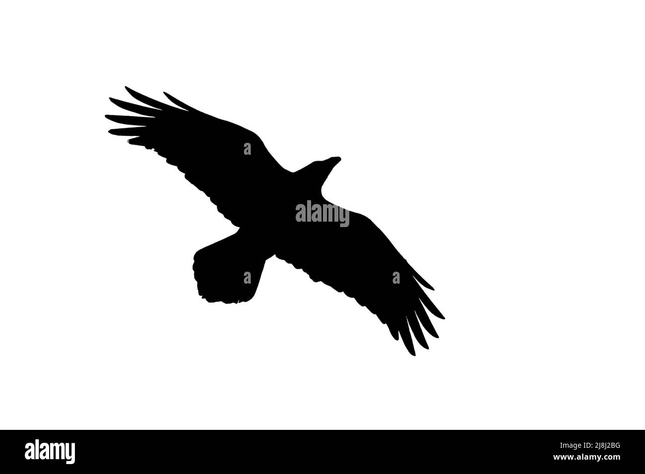 Silueta de cuervo común / cuervo norte (Corvus corax) en vuelo contorneado sobre fondo blanco para mostrar alas, cabeza y cola formas Foto de stock