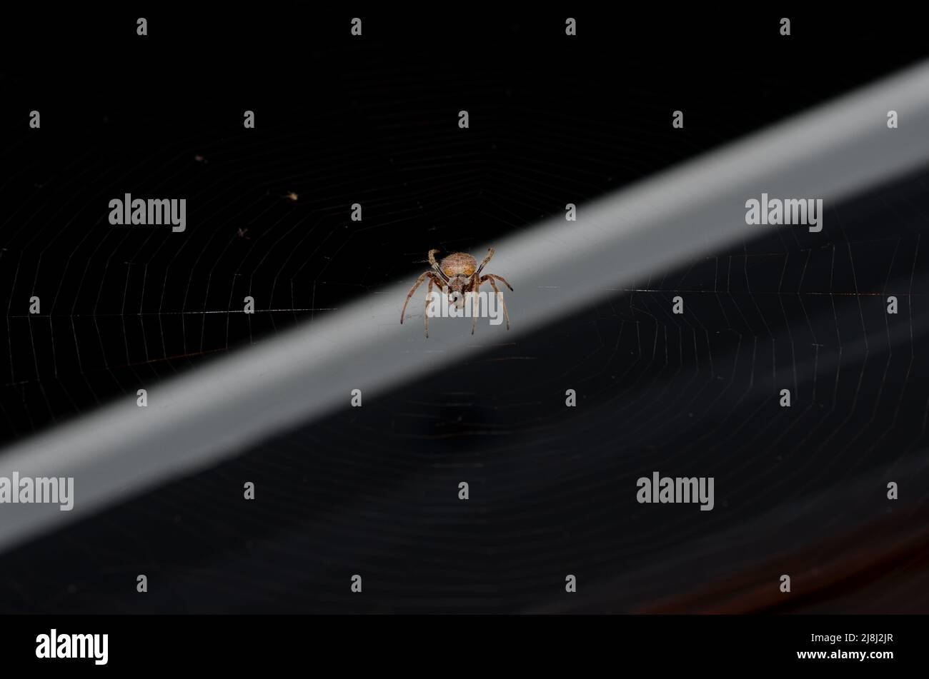 Golden Orb Weaver Spider en la web, noche, fondo oscuro Foto de stock