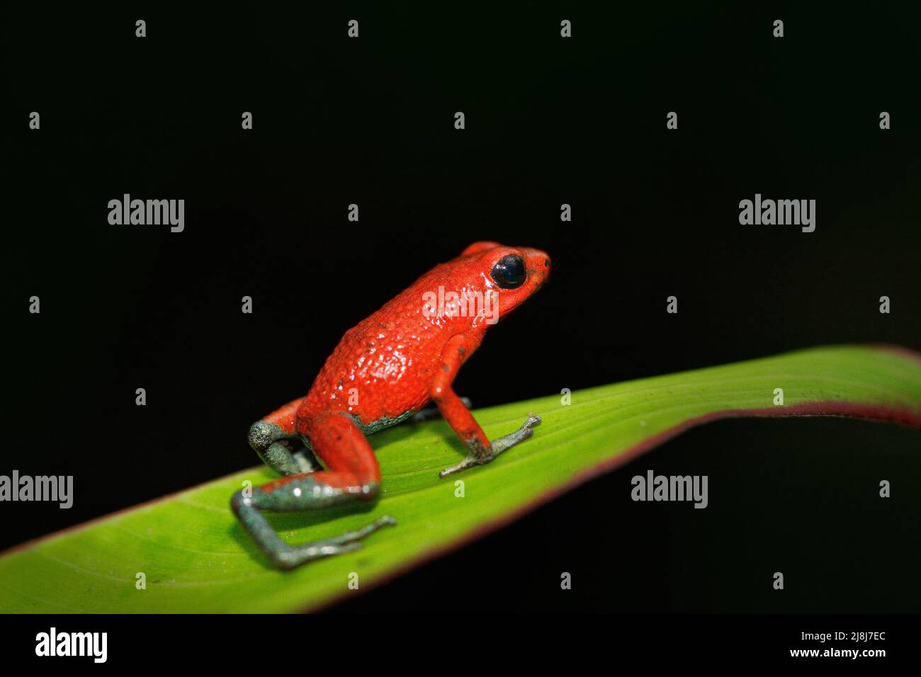 Anfibios raros en el bosque tropical. Rana roja de poisson rana granular de flecha venenosa, Dendrobates granuliferus, en el hábitat natural, Costa Rica. Cerrar-u Foto de stock