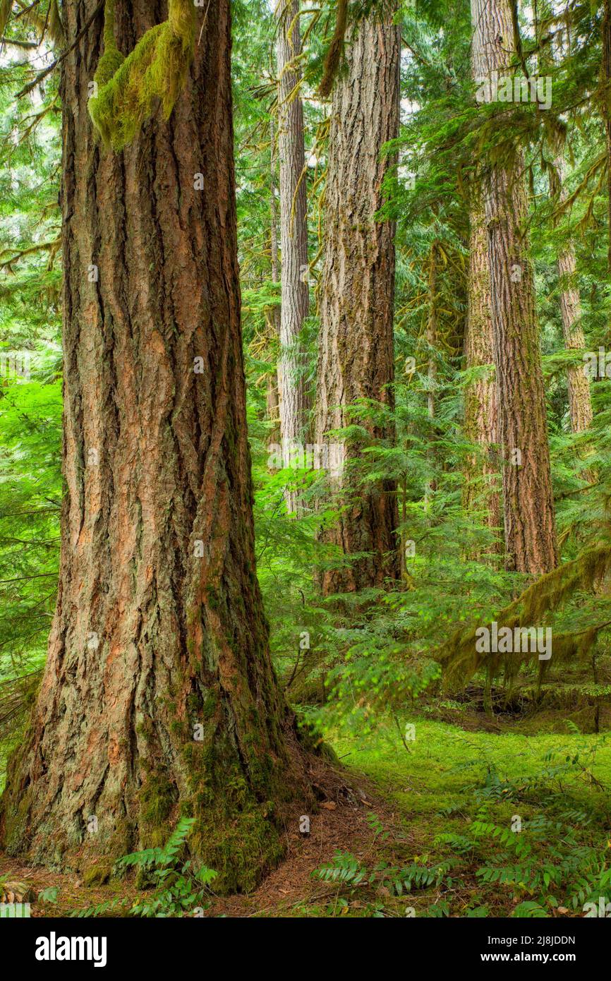 Árbol en North Cascades National Park, Washington, EE.UU. Foto de stock