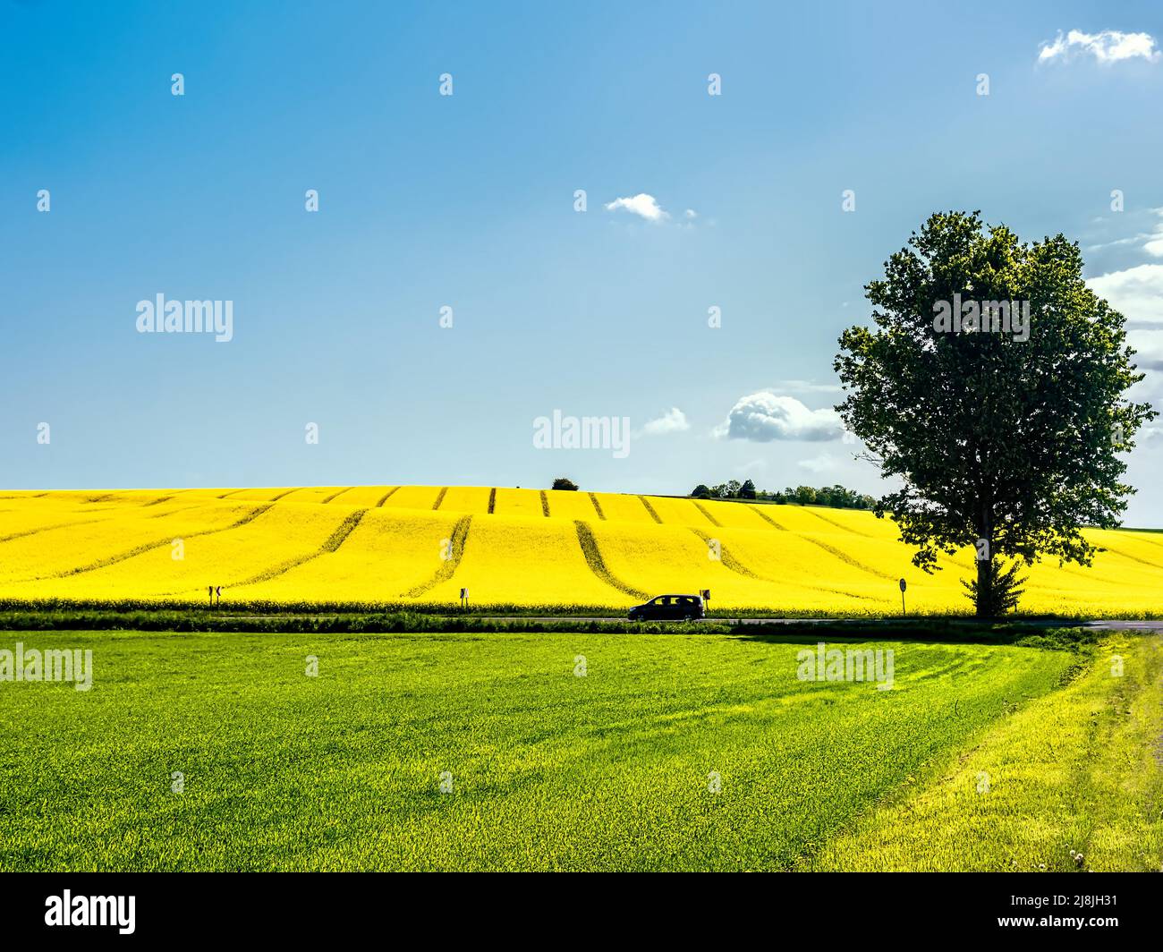 Carretera rural que conduce a través de campos de colza amarillo y neautiful en flor Foto de stock