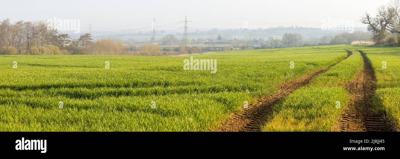 Campos al atardecer en la campiña del Reino Unido. Paisaje panorámico con campos de trigo en invierno, Buckinghamshire, Reino Unido Foto de stock