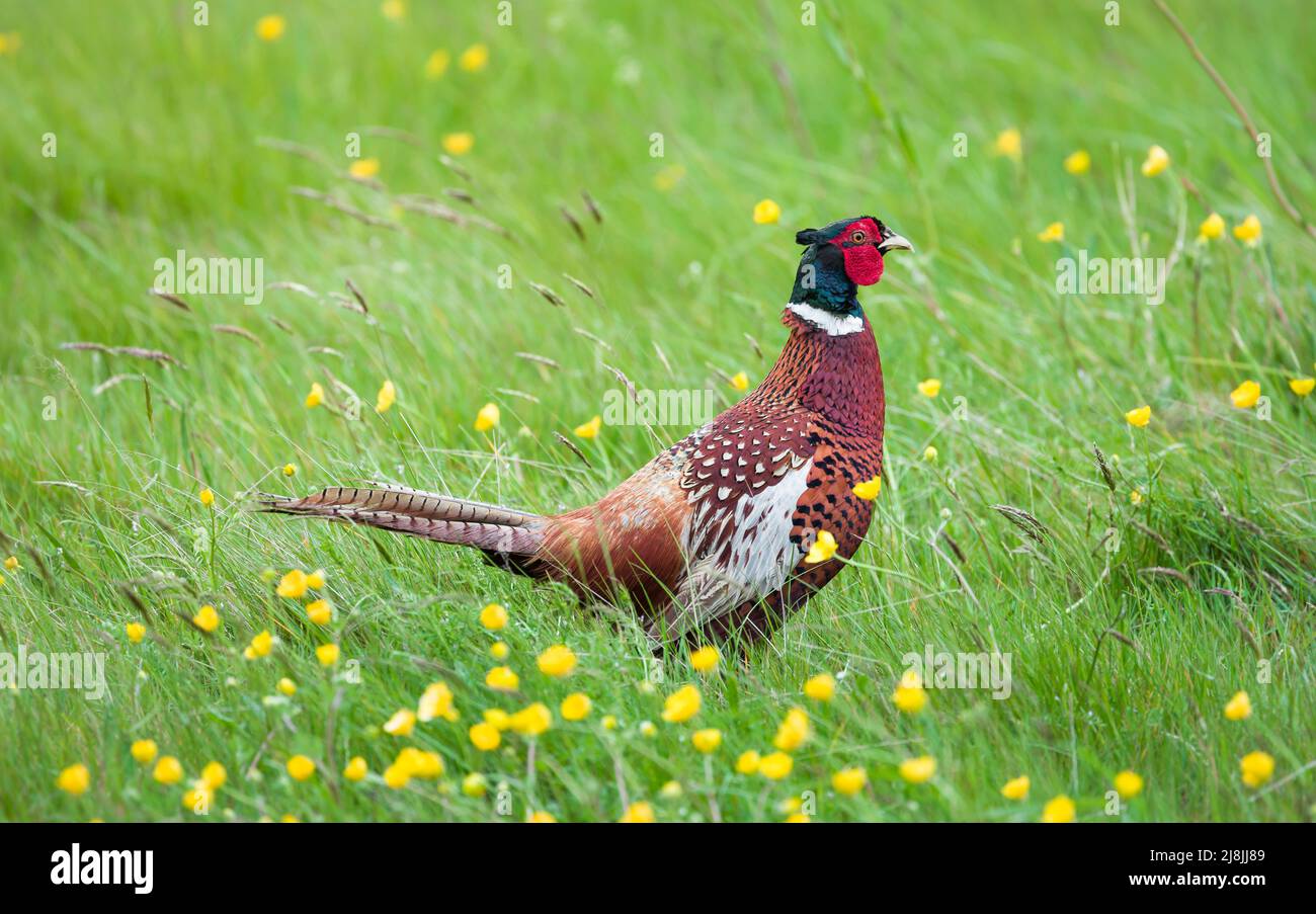 Faisán masculino en un campo, ave de caza faisán común en tierras agrícolas, Reino Unido Foto de stock