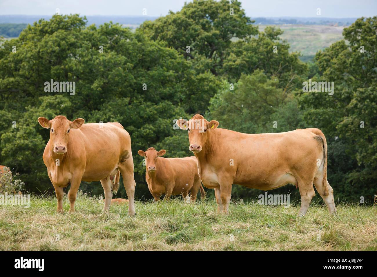 Rebaño de vacas Hereford, ganado vacuno en un campo en una granja, Reino Unido Foto de stock