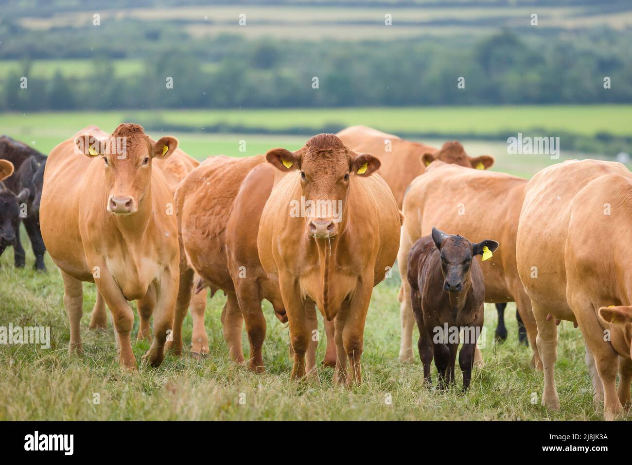 Rebaño de ganado vacuno Hereford con terneros. Ganado en un campo en una granja. Aylesbury Vale, Buckinghamshire, Reino Unido Foto de stock
