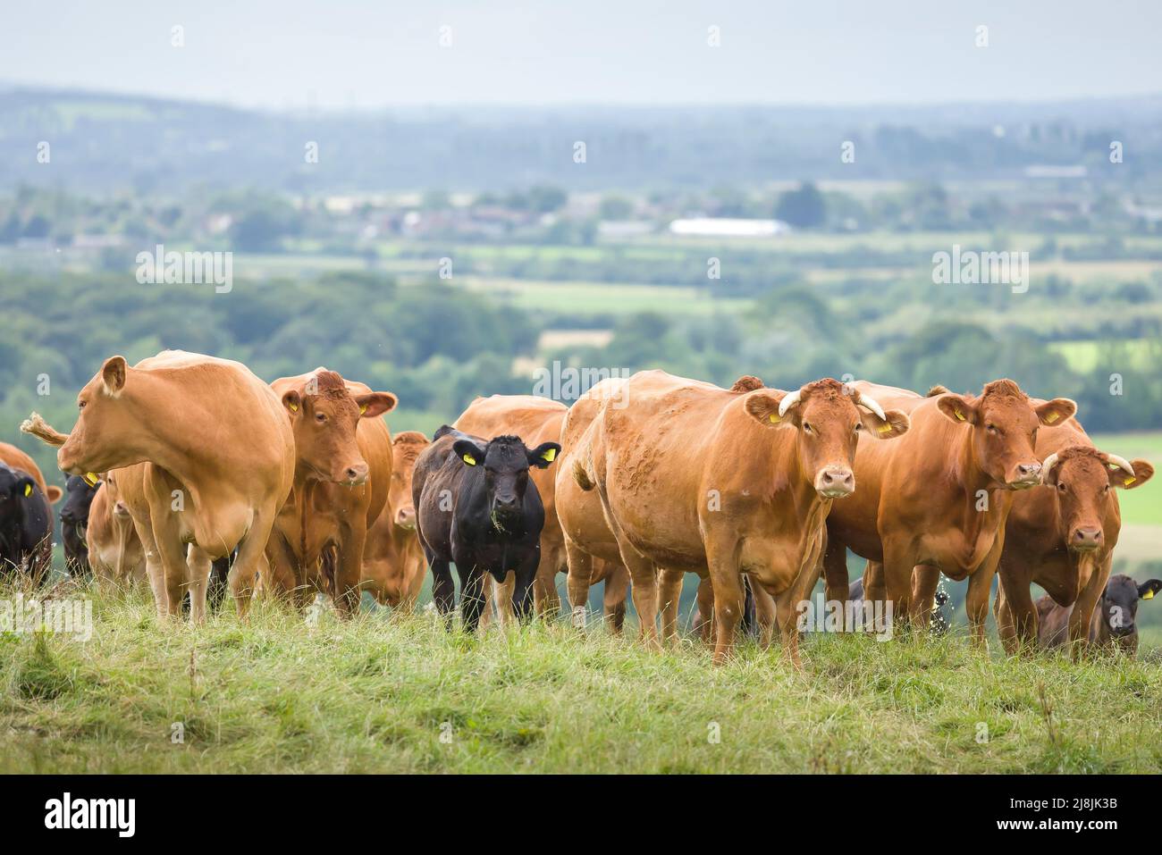 Rebaño de vacas, ganado vacuno Hereford con terneros. Ganado en un campo en una granja. Aylesbury Vale, Buckinghamshire, Reino Unido Foto de stock