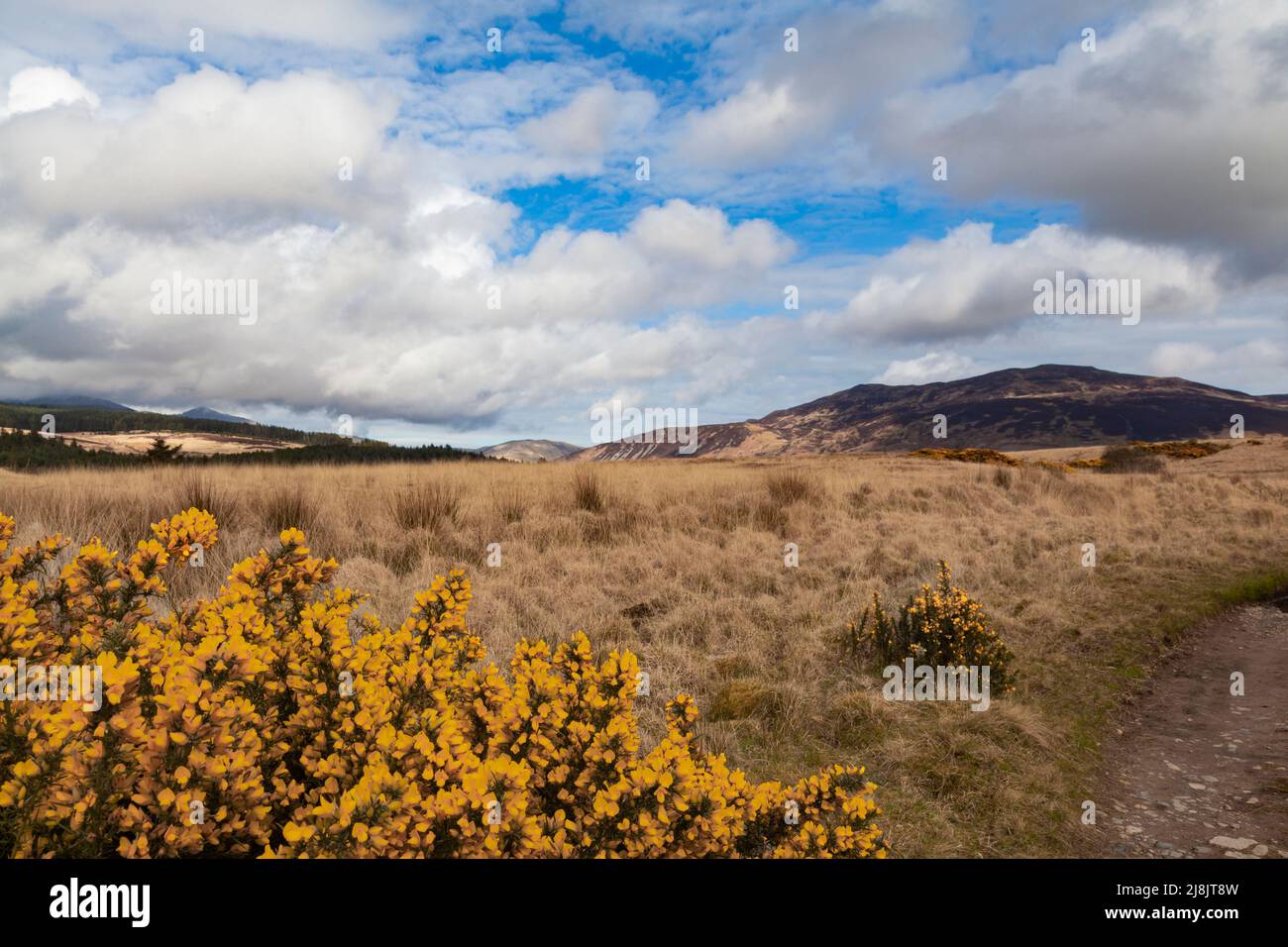 Machrie Moor, Isla de Arran, Escocia, Reino Unido: Formaciones nubosas sobre las montañas circundantes con arbustos de gorges en primer plano Foto de stock