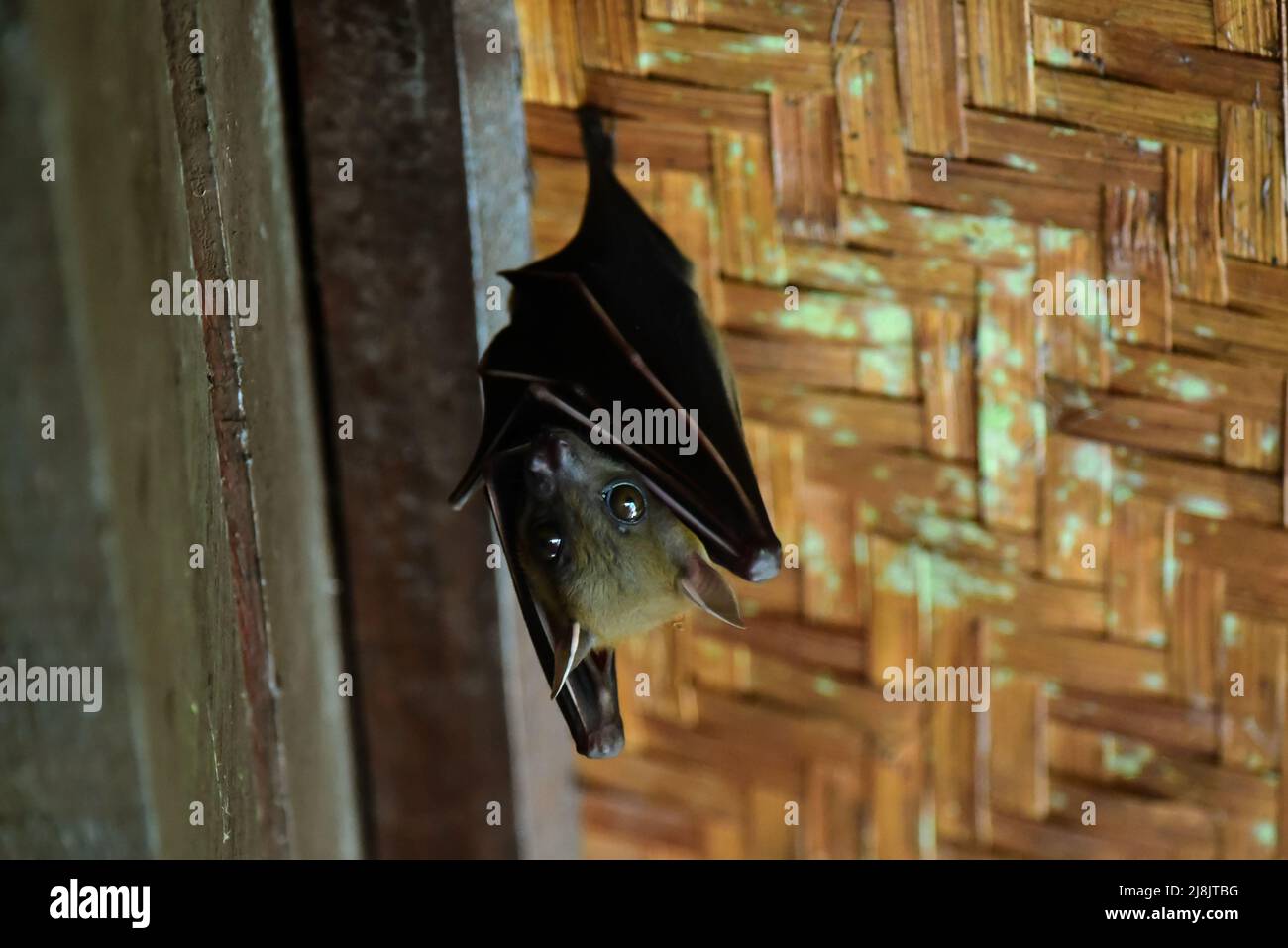 Enraizamiento de Bat (Cynopterus brachyotis), Taman Negara, Malasia Foto de stock