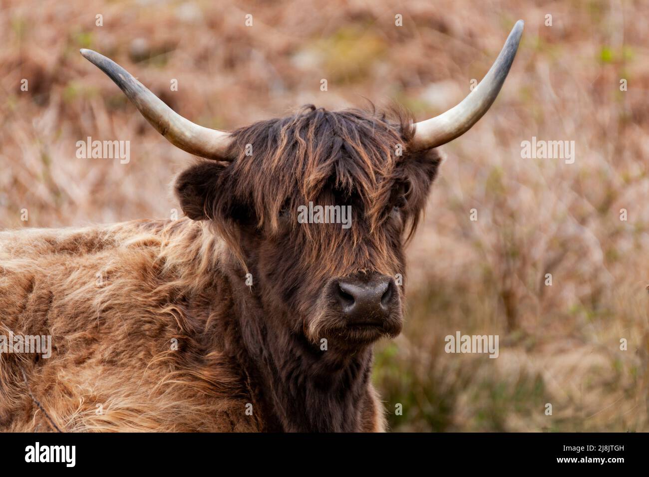 Highland Cattle, Isla de Arran, Escocia, Reino Unido Foto de stock