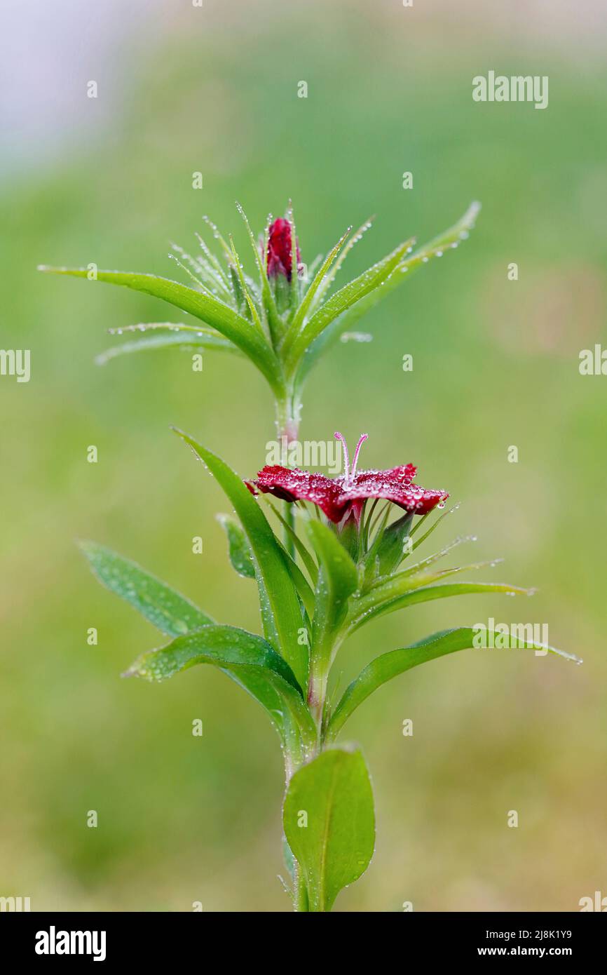 dulce-guillermo (Dianthus barbatus), floreciendo y mojado con rocío de la mañana Foto de stock