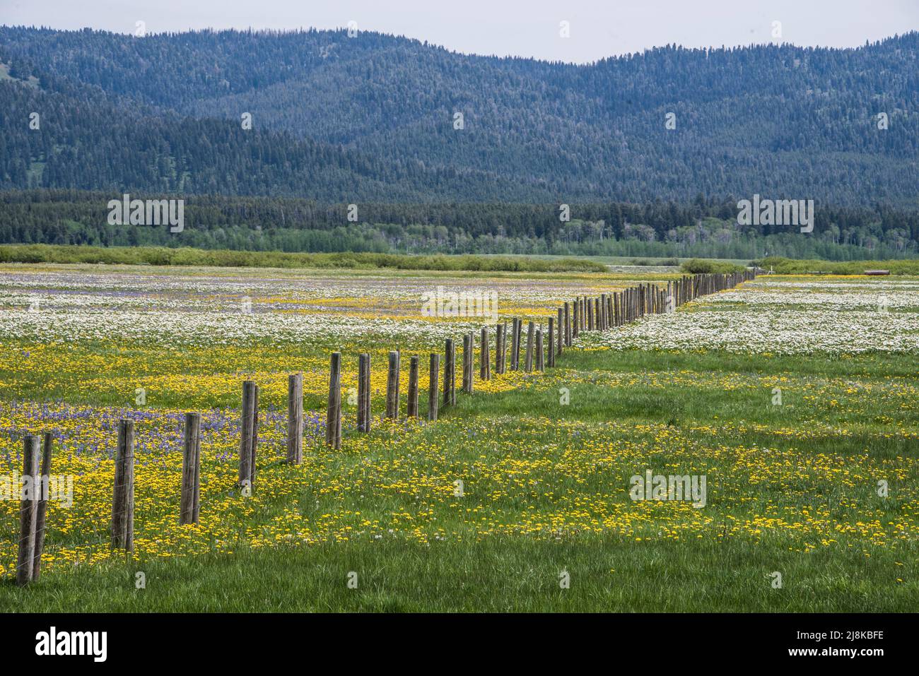 Flores silvestres, Henrys Lake Flat, Scenic, Island Park, condado de Fremont, Idaho, Estados Unidos Foto de stock
