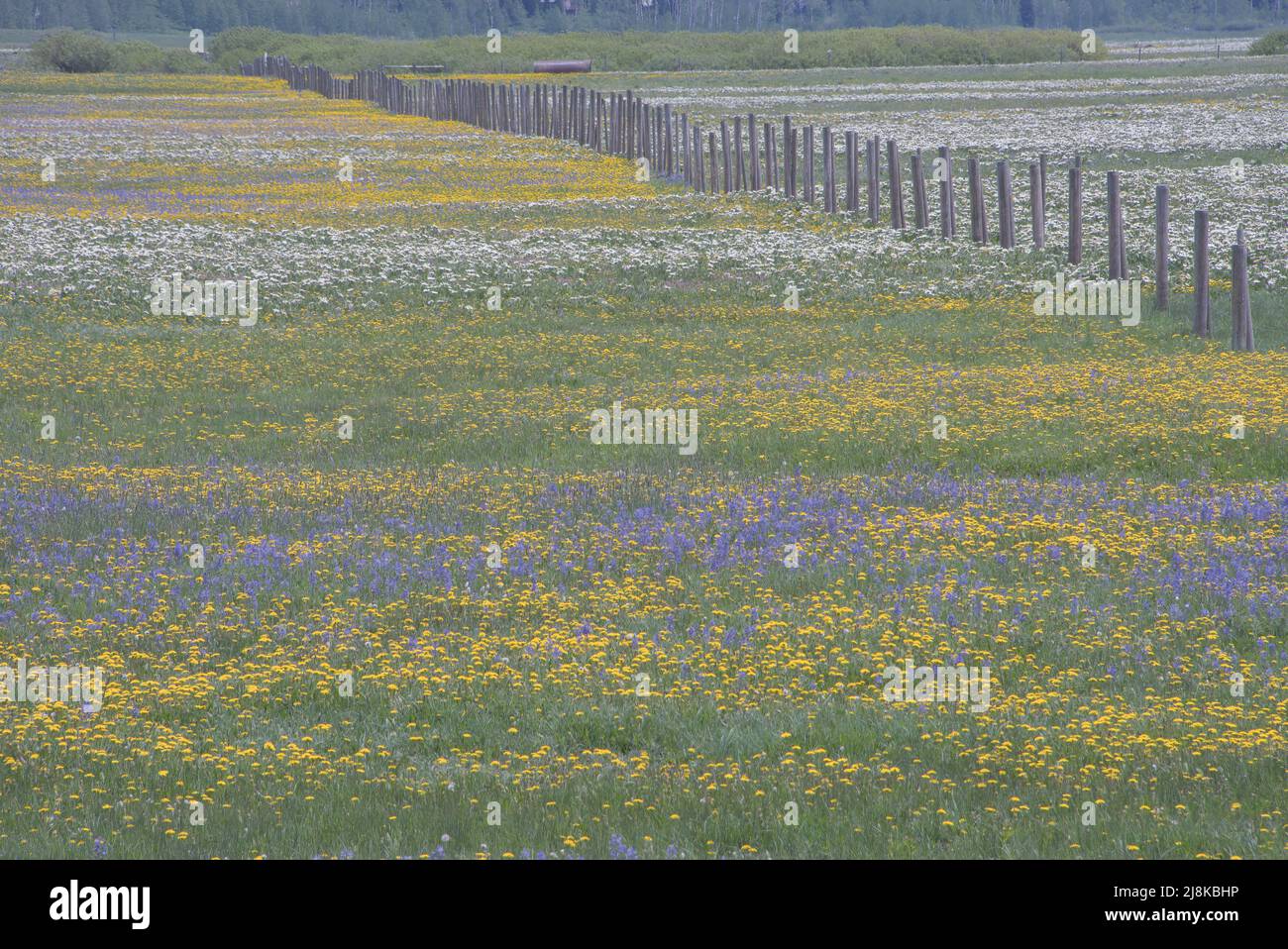 Flores silvestres, Henrys Lake Flat, Scenic, Island Park, condado de Fremont, Idaho, Estados Unidos Foto de stock