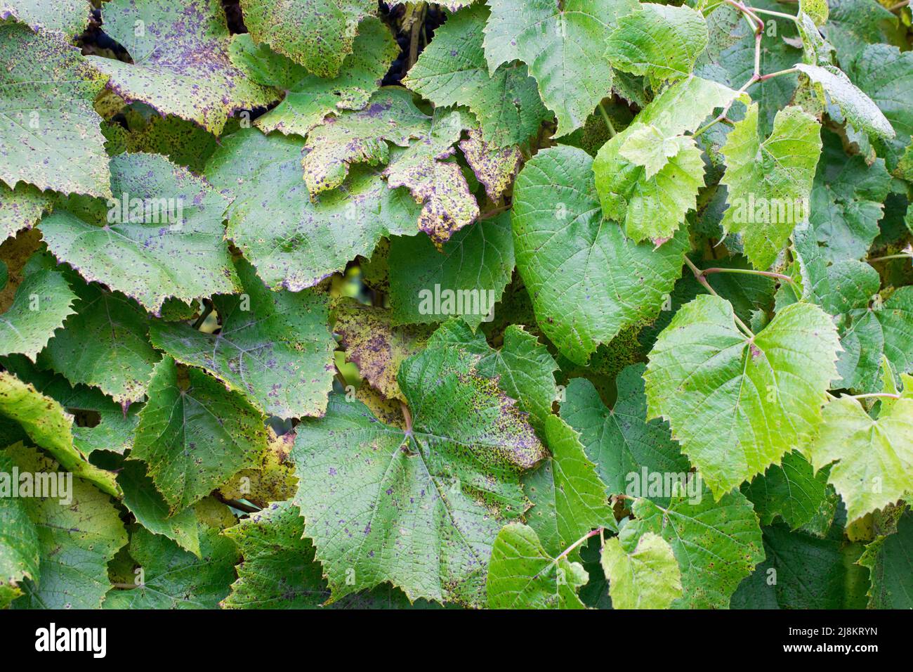 Plantas verdes y naturaleza fotografías e imágenes de alta resolución Alamy