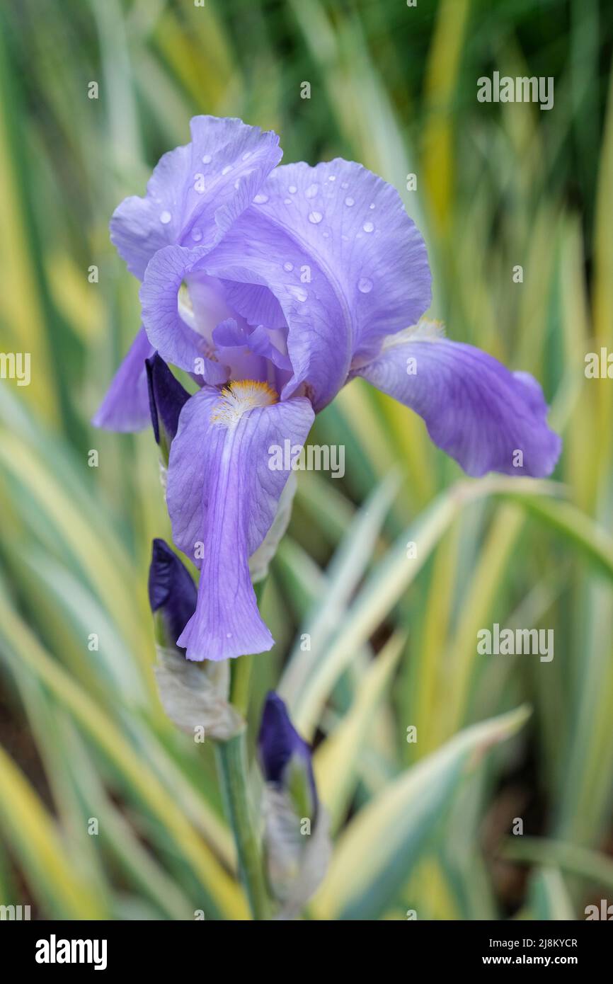 Iris pallida 'Argentea Variegata', iris dálmata 'Argentea Variegata'. Hojas gris-verdes bordeadas con flores blancas, azul-púrpura claro. Foto de stock