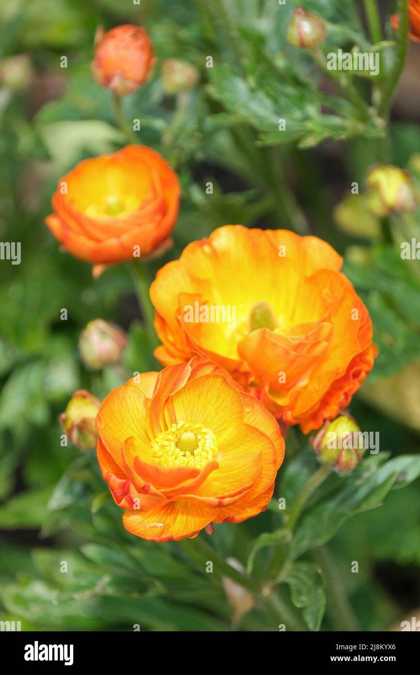 Ranunculus Rococo Naranja. Ranunculus Rocorange, Rococo Series, Rococo Orange. Flores semidobles de color naranja y amarillo a finales de la primavera Foto de stock