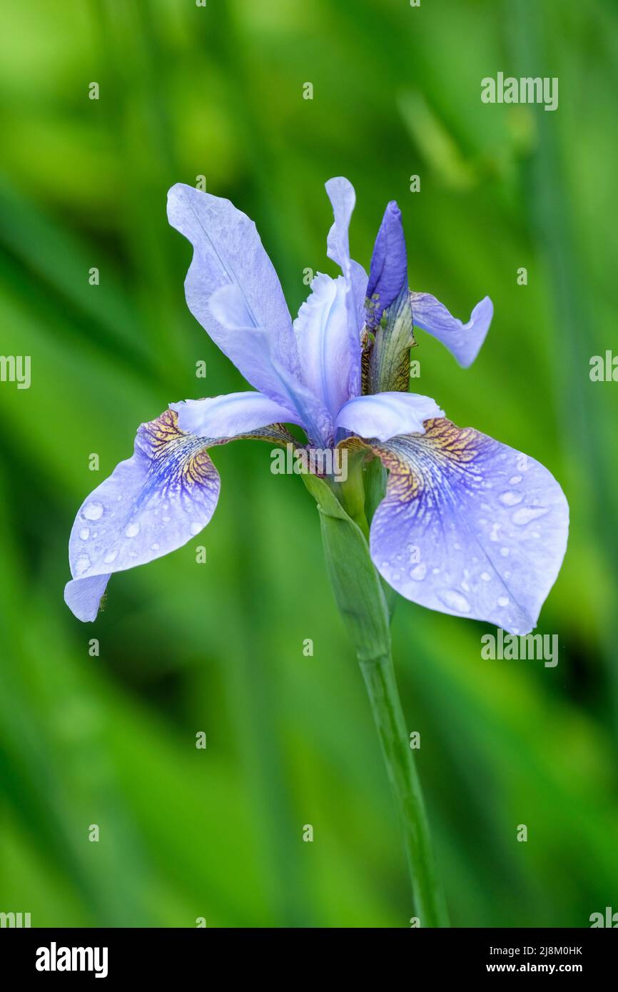 Iris siberiano, Iris sibirica, Bandera siberiana. Flor azul pálido a finales de primavera. Foto de stock