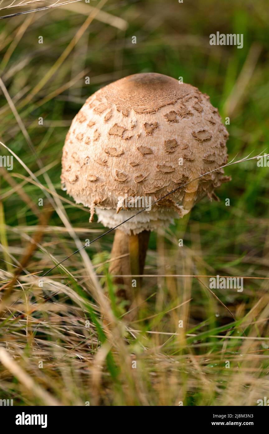 Macrolepiota procera en bosques ucranianos y estepas, hongos comestibles,  paraguas de setas Fotografía de stock - Alamy