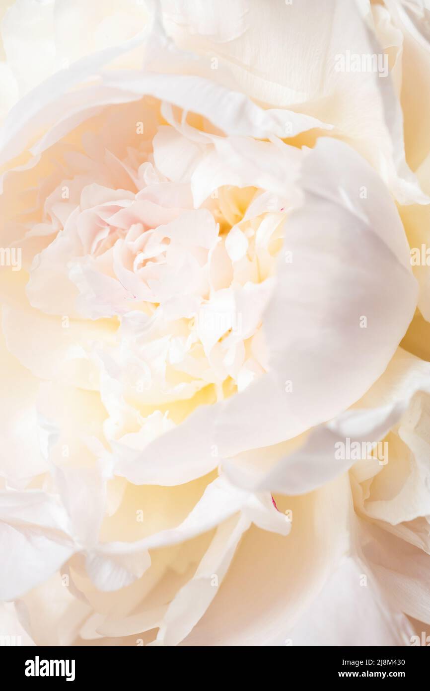 Vista de cerca de la flor real de peonías blancas. Foto de stock