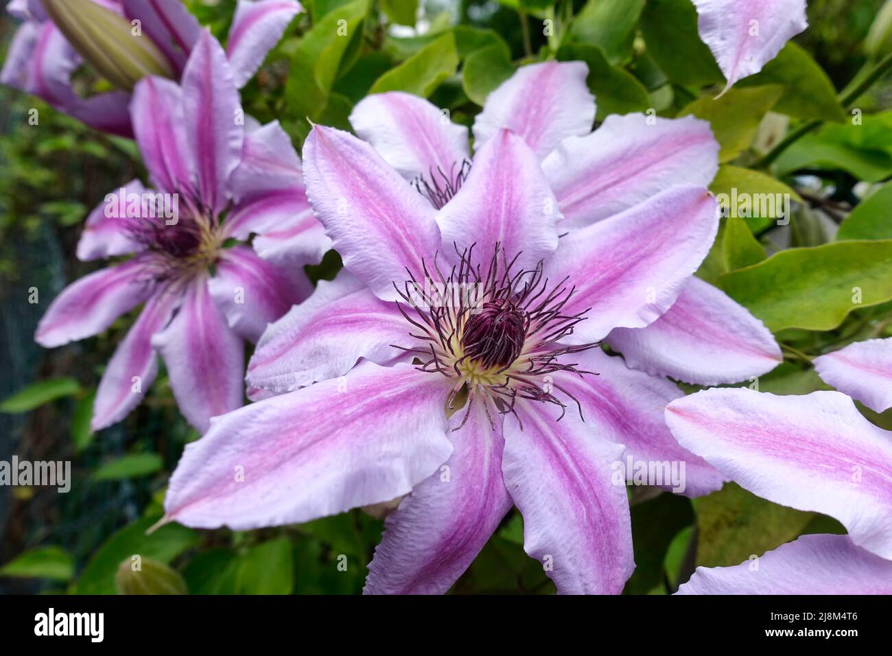 Clematis flor en un jardín Foto de stock
