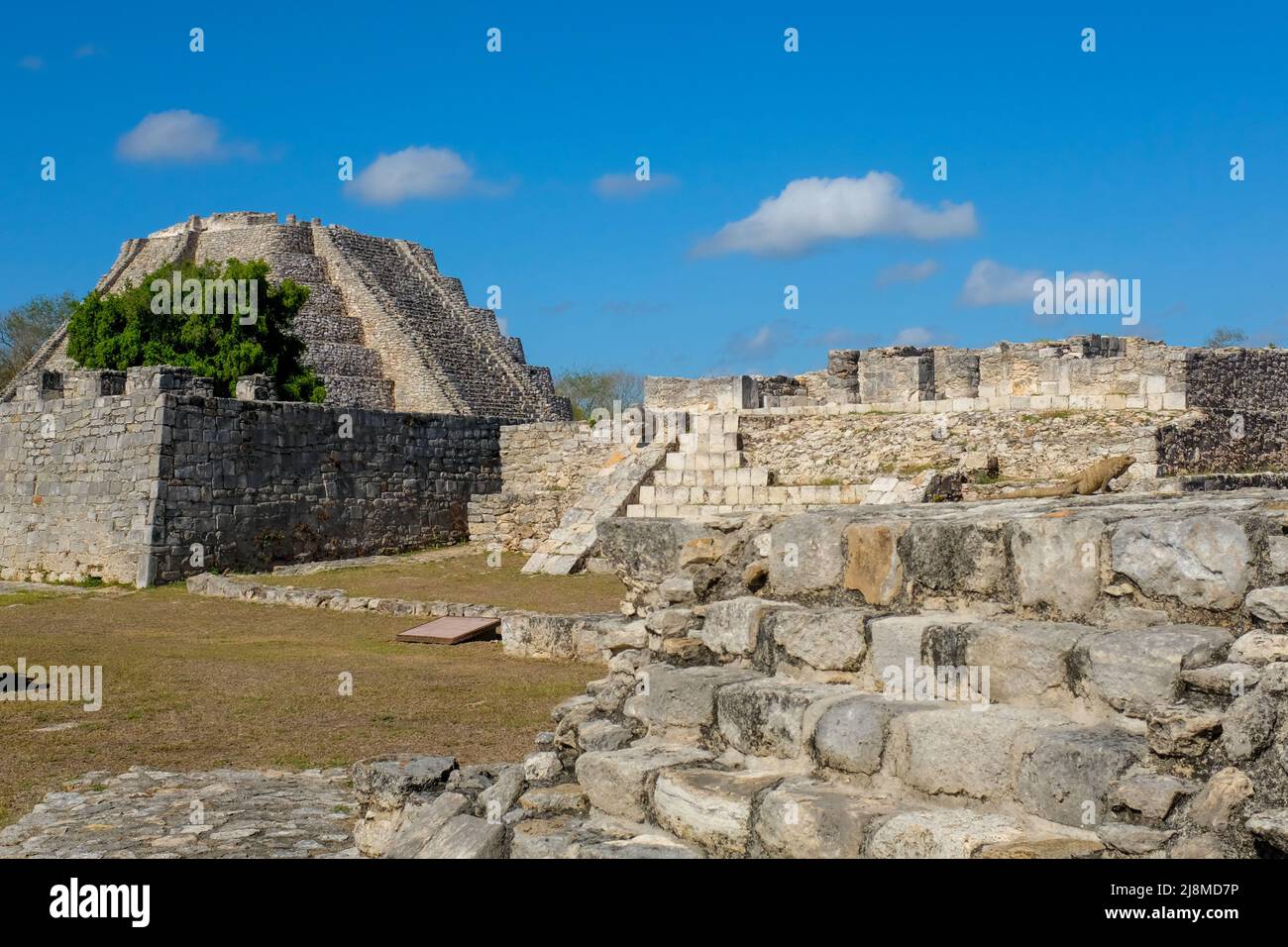 Iguana frente a las ruinas del yacimiento arqueológico maya de Mayapán, Yucatán, México Foto de stock
