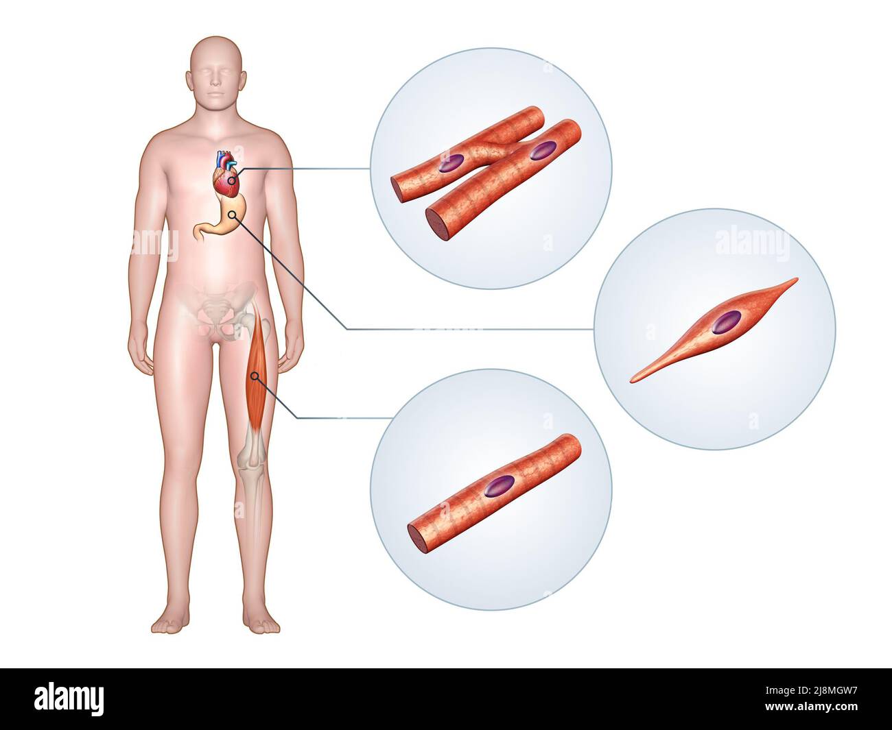 Diferentes tipos de músculos en el cuerpo humano. 3D ilustración, ruta de recorte incluida. Foto de stock
