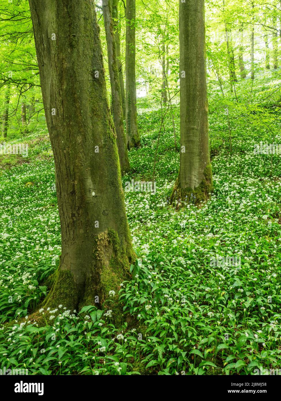 Ajo salvaje en flor bajo los árboles de haya en Strid Wood Bolton Abbey North Yorkshire England Foto de stock