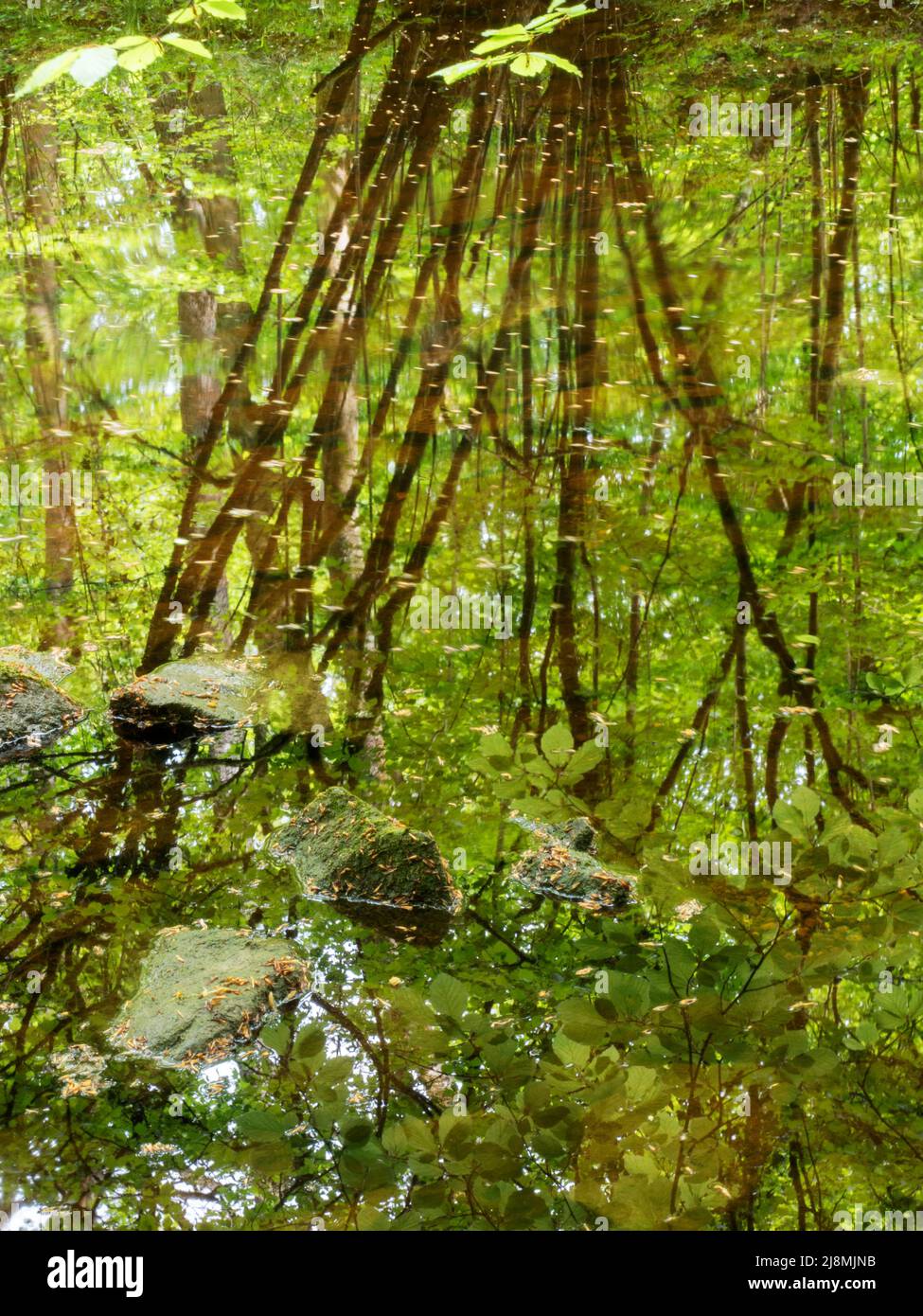 Parte de piedras sumergidas y abstractas reflexiones de árboles en el río Wharfe en Strid Wood Bolton Abbey North Yorkshire England Foto de stock