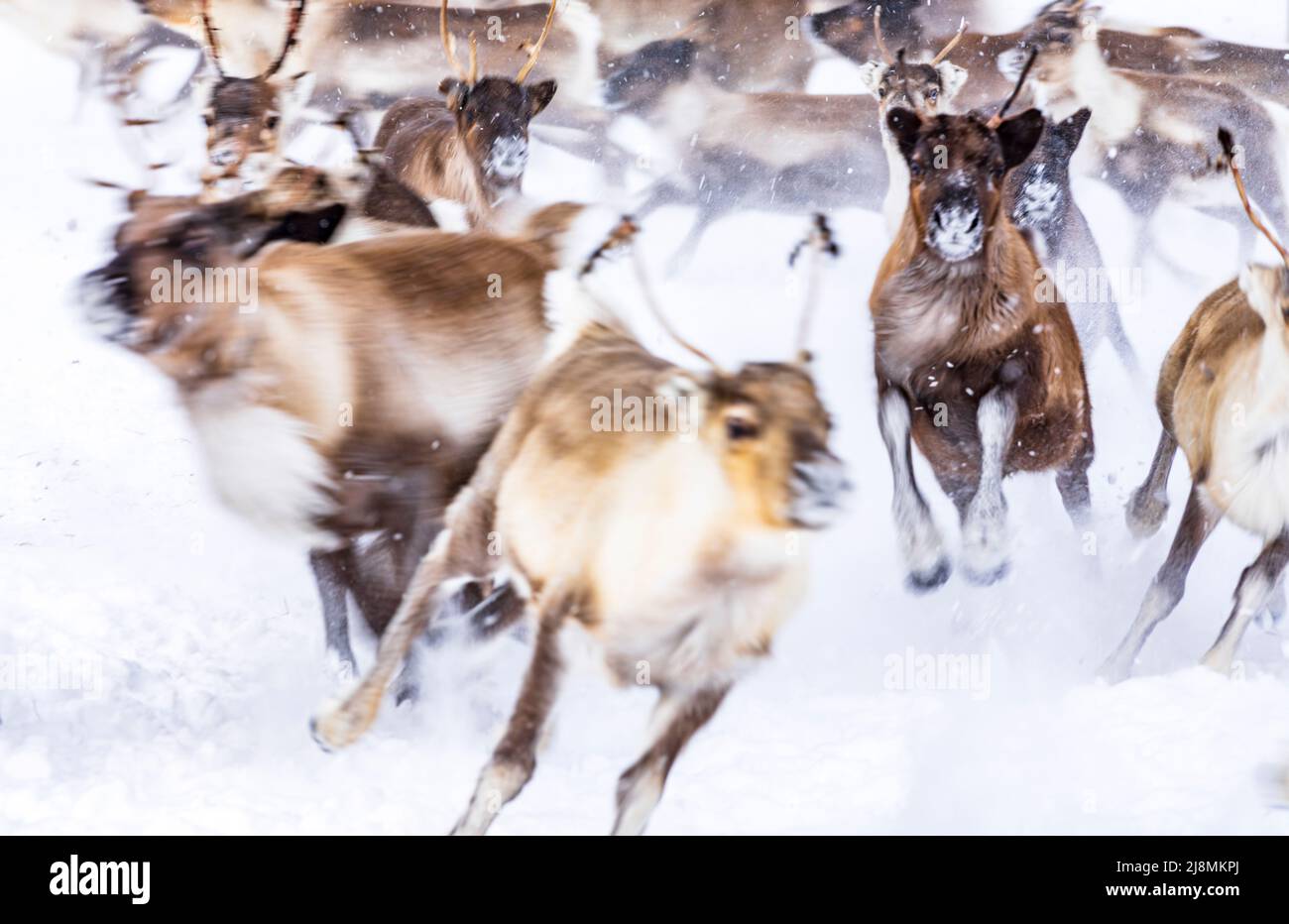 Movimiento borroso de rebaños de renos corriendo en el paisaje congelado, Laponia, Suecia Foto de stock