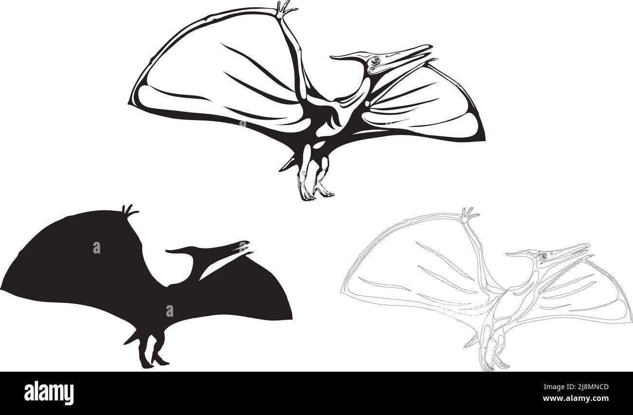 Pterodactyl,imagen realista de dinosaurio, vector, posiciones, ilustración, blanco y negro, silueta, logotipo, marca registrada y galón para decoración y diseño Ilustración del Vector
