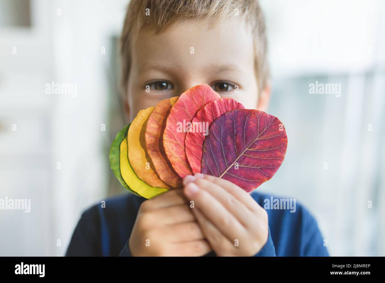 Niño pequeño sosteniendo una selección de hojas coloridas Foto de stock
