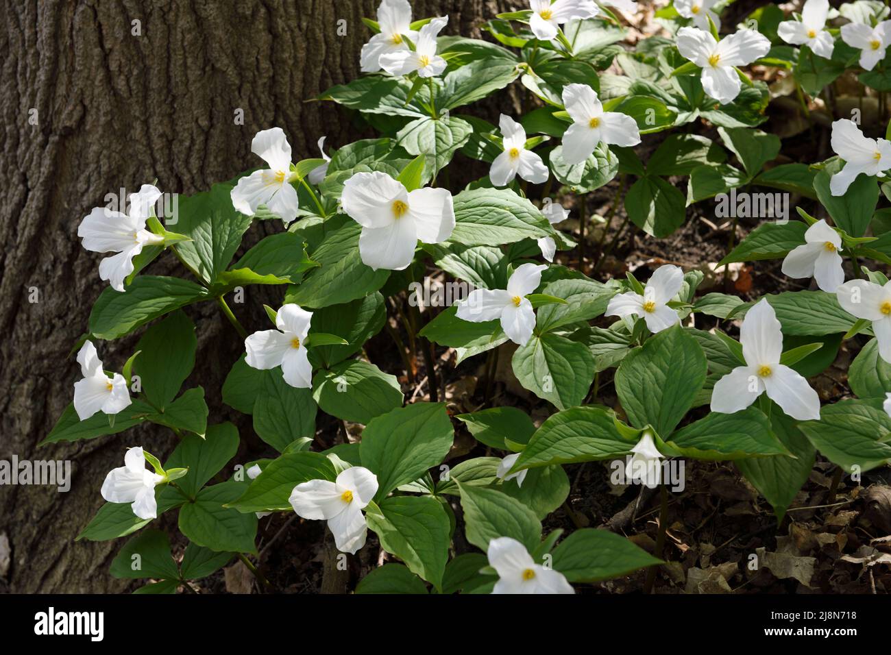 Stand de Trillium flores blancas silvestres primavera en el suelo del bosque con un gran tronco de árbol Foto de stock