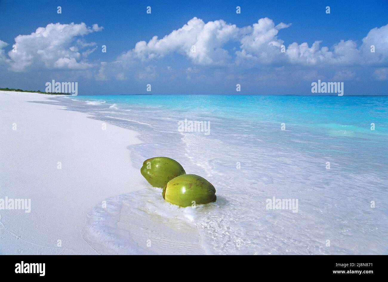 Lavó cocos en la playa de una pequeña isla no habitada, el Atolón Laviyani, Maldivas, el océano Índico, Asia Foto de stock