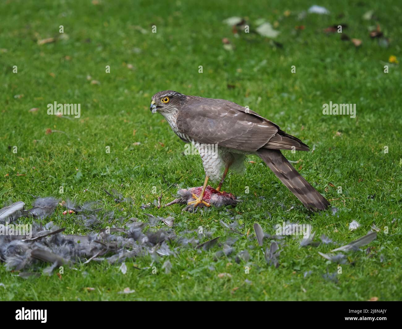 Sparrowhawk en una muerte en mi jardín donde saqueó a la presa y consumió mucho de ella antes de volar con los restos. Foto de stock