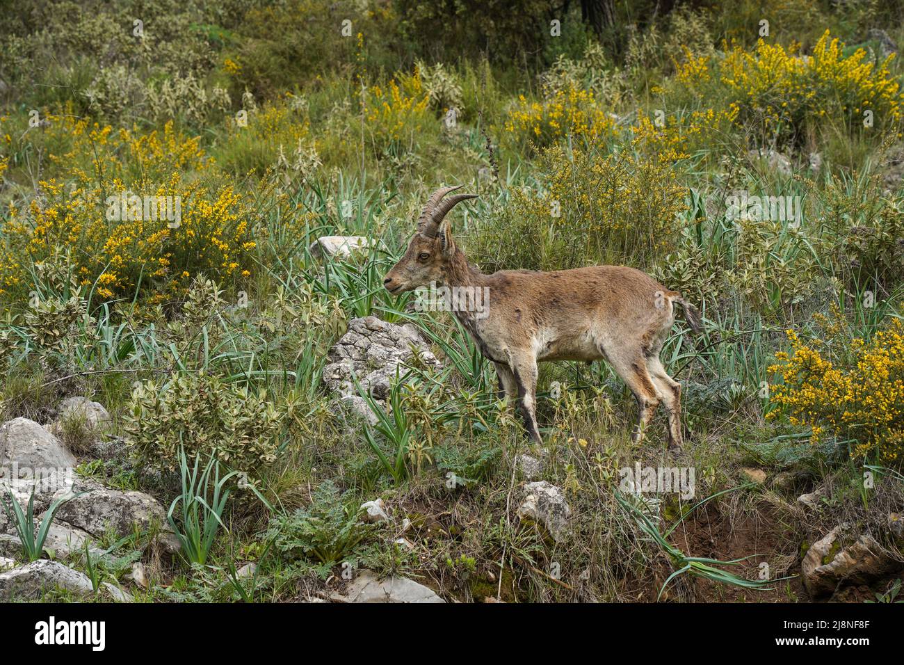Ibex, cabra salvaje española o cabra salvaje ibérica (Capra pyrenaica), Andalucía, España. Foto de stock
