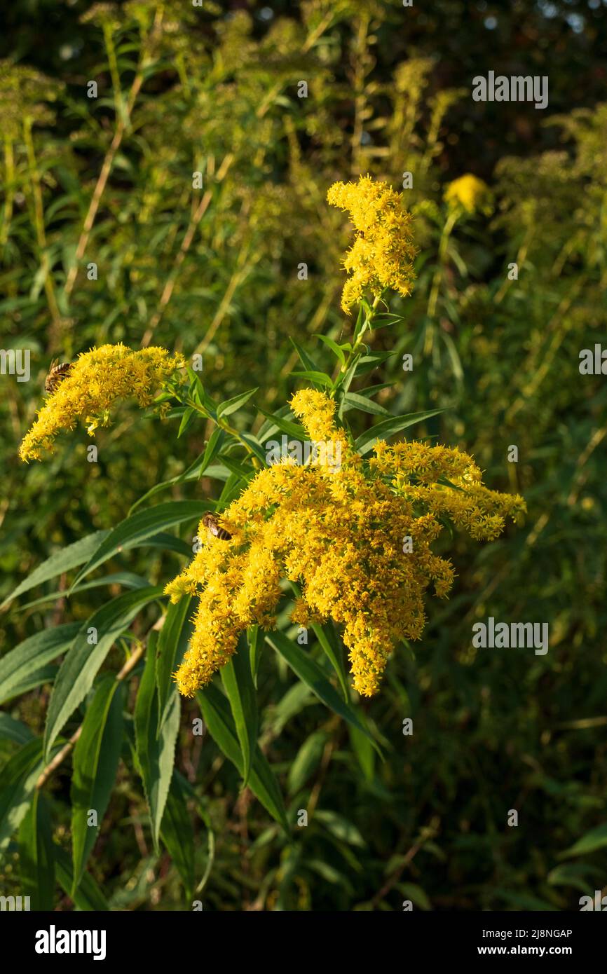 Goldrute Blüte en gelb, auf der Wiese Foto de stock
