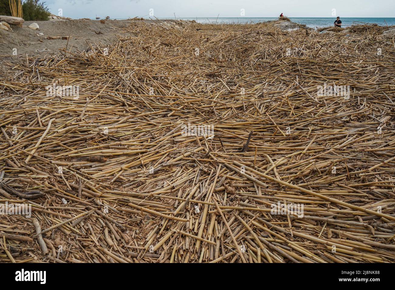 Escombros, bastones, bastones de caña gigantes, dejados después del tiempo severo, cubriendo la playa en la desembocadura del río Gudalhorce, Málaga, España. Foto de stock