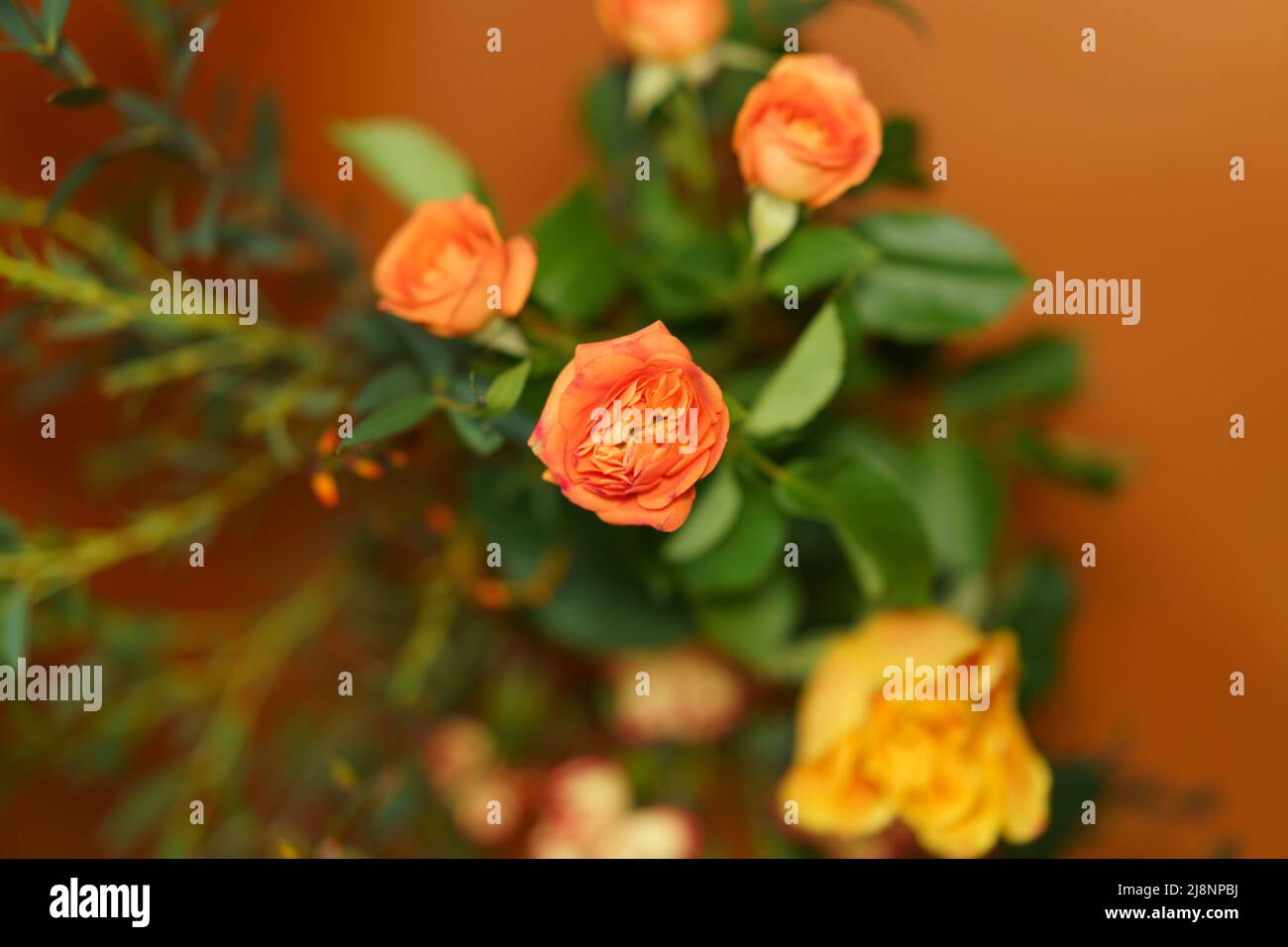 Rosas amarillas y pequeñas rosas naranjas sobre fondo rojo Fotografía de  stock - Alamy