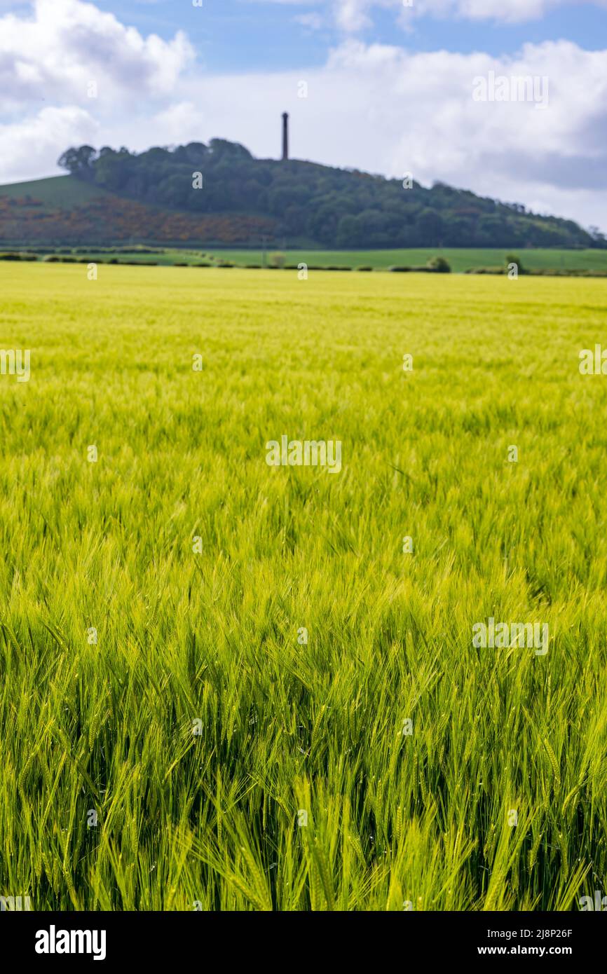 Campo de cultivo de cebada primaveral con vista a la torre de la cima de la colina en Distance, East Lothian, Escocia, Reino Unido Foto de stock