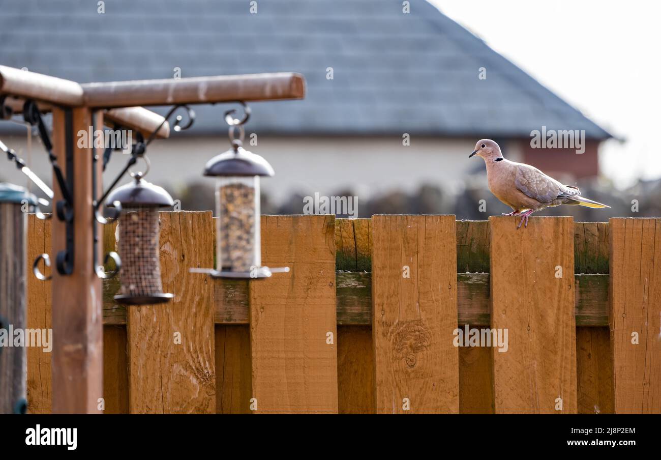 Antiguo comedero para pájaros de madera y rústico colgado en una valla en  un jardín trasero