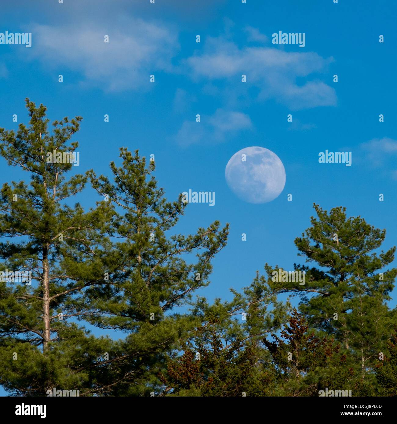 Casi luna llena subiendo por encima de los pinos temprano en la noche en las Montañas Adirondack, NY con un cielo azul profundo y débiles nubes blancas Foto de stock