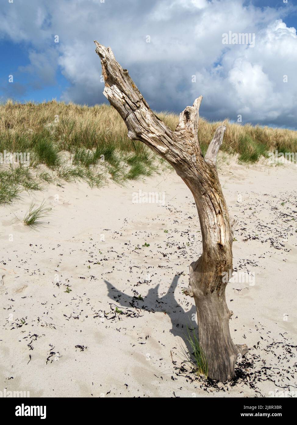 Antiguo tronco de madera de driftwood muerto erigido en una playa de arena en la playa de Cable Bay en la isla de Colonsay con cielo azul, Escocia, Reino Unido Foto de stock