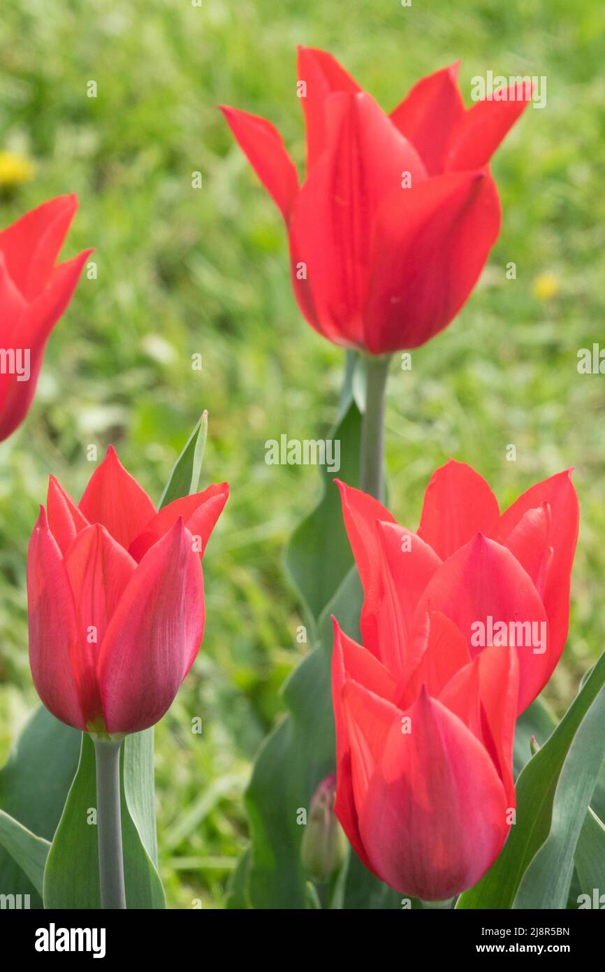 Tulipanes floridos con lirios Tulipa Tulipa 'Red Shine' Tulip Foto de stock